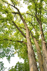 Obraz premium Trees whose leaves are turning to autumn colors.
