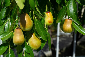 Ripe ziziphus fruit on a background of beautiful green leaves. 