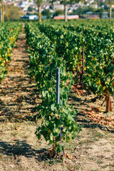 View of Champagne vineyard in early autumn in the countryside of Reims