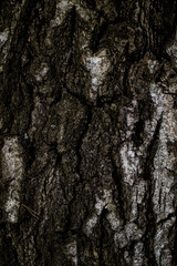 wood texture