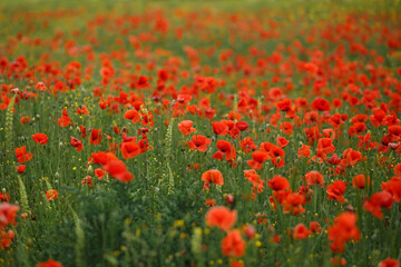field of red poppies