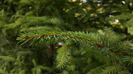 A green coniferous twig close-up against the background of other spruce branches.