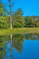 Obraz premium Autumn Colored Tree Reflected in Calm River