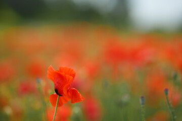 poppy flower close up