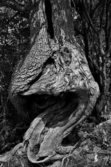 Fototapeta na wymiar Knotted Tree Trunk in Black and White