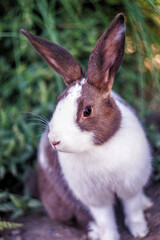 Fototapeta premium conejo mascota