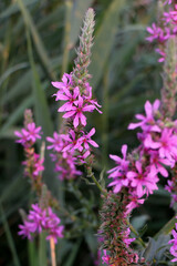 Tamarisk Flowers in utah