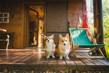 Two welsh corgi pembroke dogs in front of a woden holiday house, on a tarrace 
