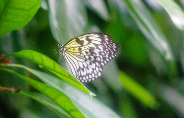 Idea leuconoe, also known as the paper kite butterfly, rice paper butterfly or large tree nymph