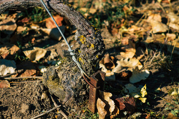View of Champagne vineyard in early autumn in the countryside of Reims