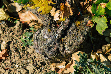 View of Champagne vineyard in early autumn in the countryside of Reims