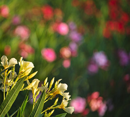 Nice oleanders in the garden in summer