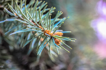 Naklejka na ściany i meble Blue spruce twig with needles close-up and blurred background, evergreen tree