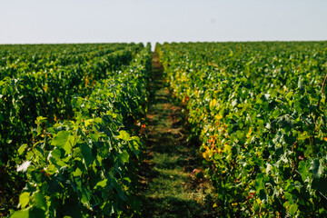 Fototapeta na wymiar View of Champagne vineyard in early autumn in the countryside of Reims