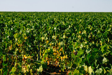 Fototapeta na wymiar View of Champagne vineyard in early autumn in the countryside of Reims