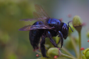 abejorro negro