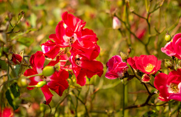 Single petal red rose plant