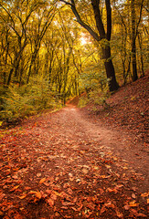 Pathway in the forest in autumn