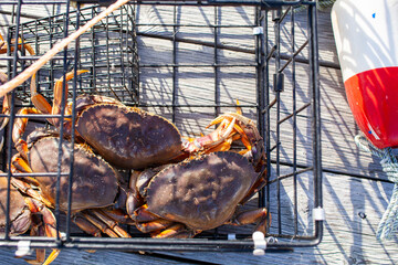 Looking down on three male Dungeness crabs in a crab trap sitting on a dock on the Sunshine Coast, British-Columbia © AshleyBelle