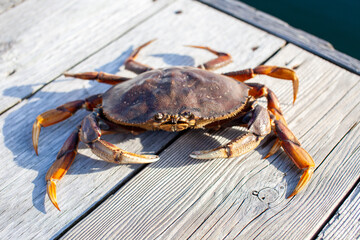 A close up of a male Dungeness Crab on a wharf on British Columbia's Sunshine Coast