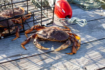 A close up of a male Dungeness crab in the wharf with a crab trap in the background, taken in...