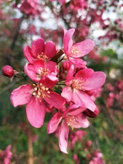 Obraz premium pink blossom