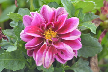 Pink Flower  (Dahlia: im not sure)