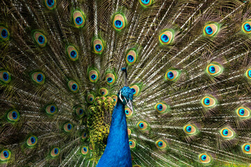 Male peacock bird, Pavo cristatus, squarking with full display tail feathers