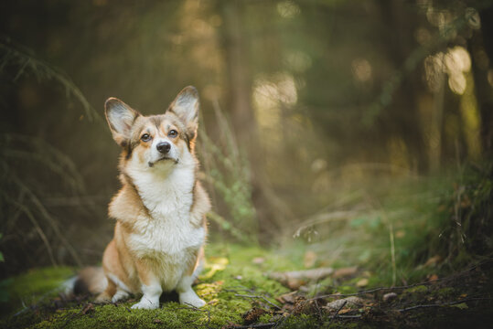 Sable welsh corgi pembroke dog sitting in a forest photo