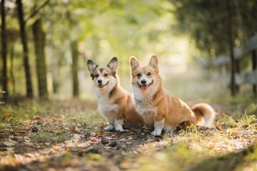 Happy welsh corgi pembroke dogs standing and smiling in the garden on a sunny weather day