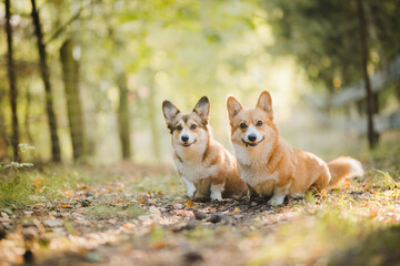 Naklejka na ściany i meble Happy welsh corgi pembroke dogs standing and smiling in the garden on a sunny weather day