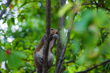 squirrel climb