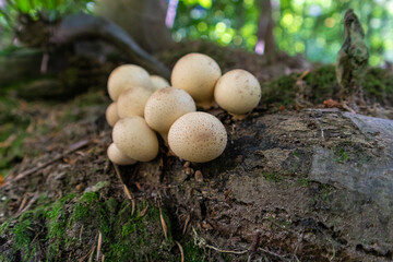 Apioperdon pyriforme commonly known as the pear-shaped puffball
