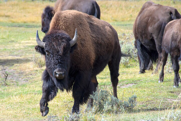 Portrait of a Buffalo at Yellowstone National Park.