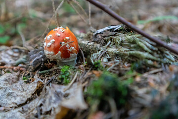 Fly agaric Amanita muscaria mushroom