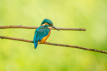 Kingfisher on branch