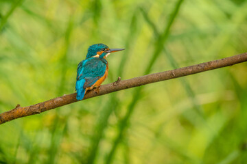 Kingfisher on branch