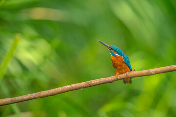 Kingfisher on branch