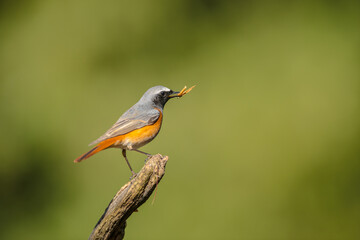 Common redstart on branch with insect in beak