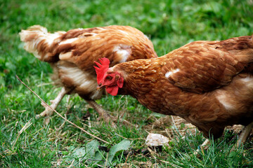 Hen feeding in the grass