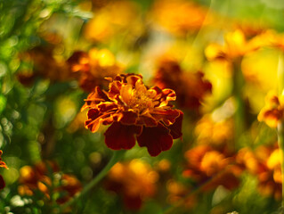 Close up of red and yellow marigold flowers (tagetes) and green leaves in the garden. Full bloom floral concept at the sunny day and beautiful light bokeh