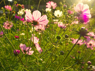 Fototapeta premium Cosmos flower blooming on the field under sunlight. Green meadow sunset background. Floral concept with light and background from below