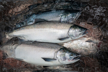 Silver or Coho salmon in Alaska freshly caught and staying fresh in ice