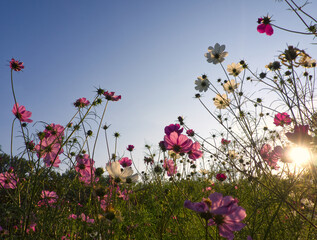 Cosmos flower blooming in the garden under sunlight. Blue sky and sunset background. Floral concept with light and shadow from below