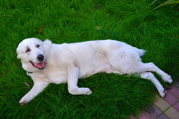 Disabled dog without one paw, lying on the green grass. The Central Asian shepherd from the shelter...