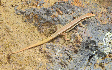 Madeira Wall Lizard (Lacerta dugesii)