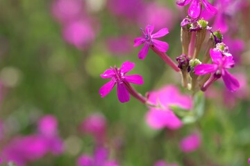 Fototapeta premium Flower of a Sweet William catchfly, Silene armeria