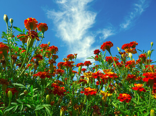 Close up of red and yellow marigold flowers (tagetes) and green leaves in the garden on blue sky...