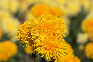 Background of yellow chrysanthemums. A bee is sitting on a chrysanthemum. Beautiful bright chrysanthemums bloom in autumn in the garden.