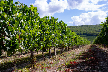 Fototapeta na wymiar vineyard in the foothills